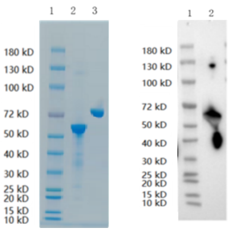 1. M
2. NFkB2: 1 μg
3. BSA: 1 μg